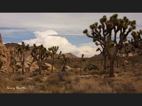land_5