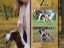dogAd_3