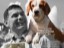 dogAd_6